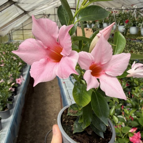 Mandevilla Sundaville Cream Pink Dipladenia Pudrowy Róż