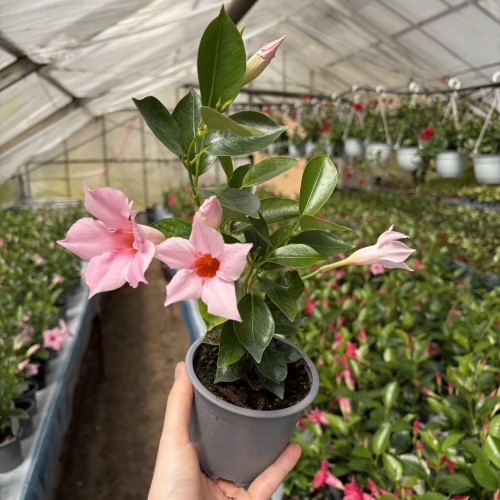 Mandevilla Sundaville Cream Pink Dipladenia Pudrowy Róż