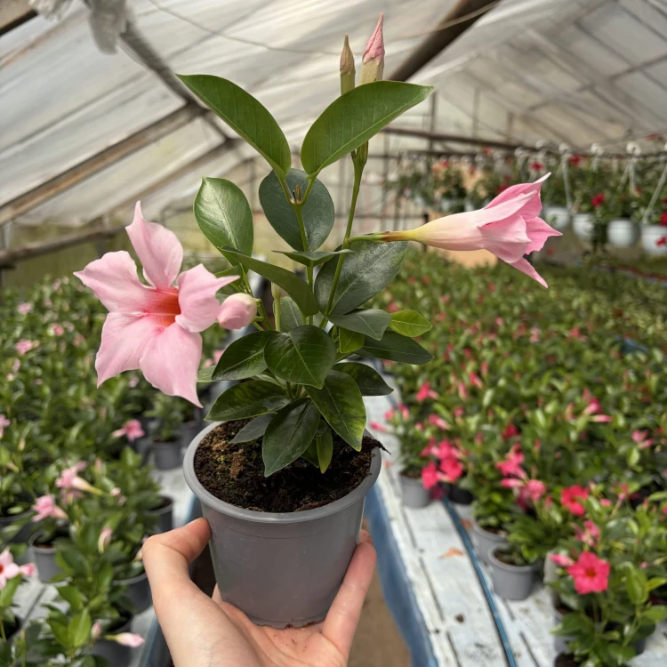 Mandevilla Sundaville Cream Pink Dipladenia Pudrowy Róż