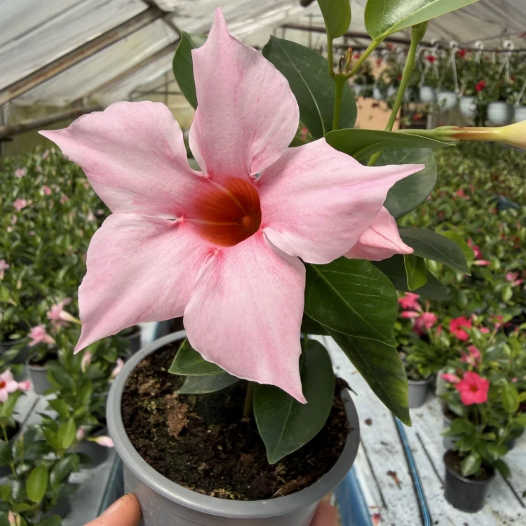 Mandevilla Sundaville Cream Pink Dipladenia Pudrowy Róż