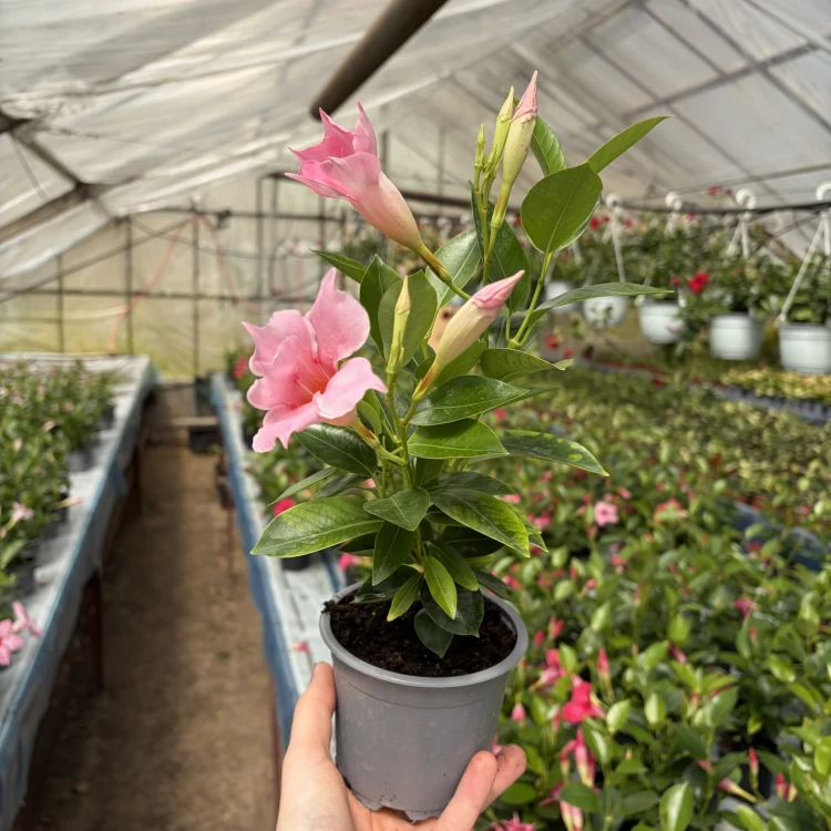 Mandevilla Sundaville Cream Pink Dipladenia Pudrowy Róż
