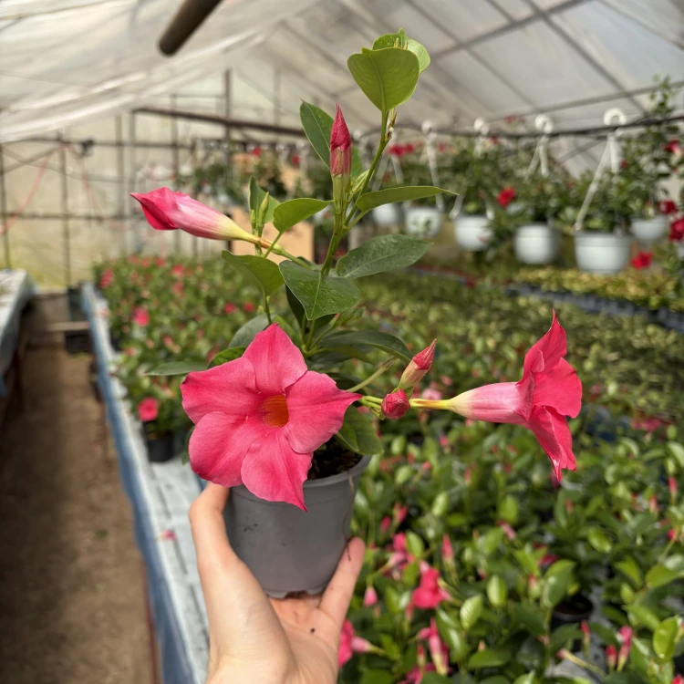 Mandevilla Sundaville Pink Dipladenia Różowa