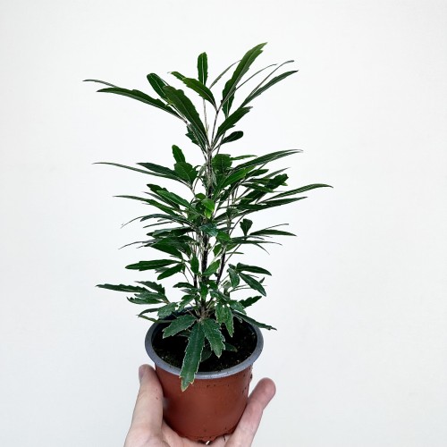 Plerandra elegantissima Szeflera Dizygoteka Schefflera Dizygotheca P9 #1