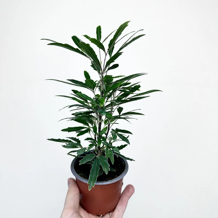 Plerandra elegantissima Szeflera Dizygoteka Schefflera Dizygotheca P9 #1