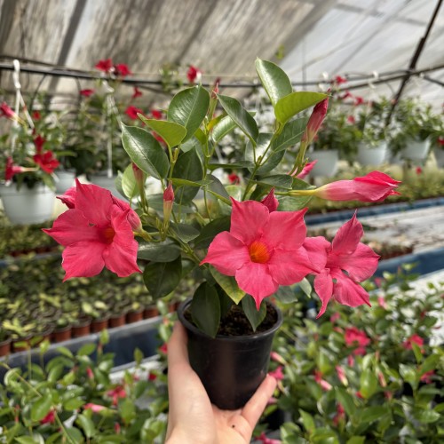 Mandevilla Sundaville Pink Dipladenia Różowa