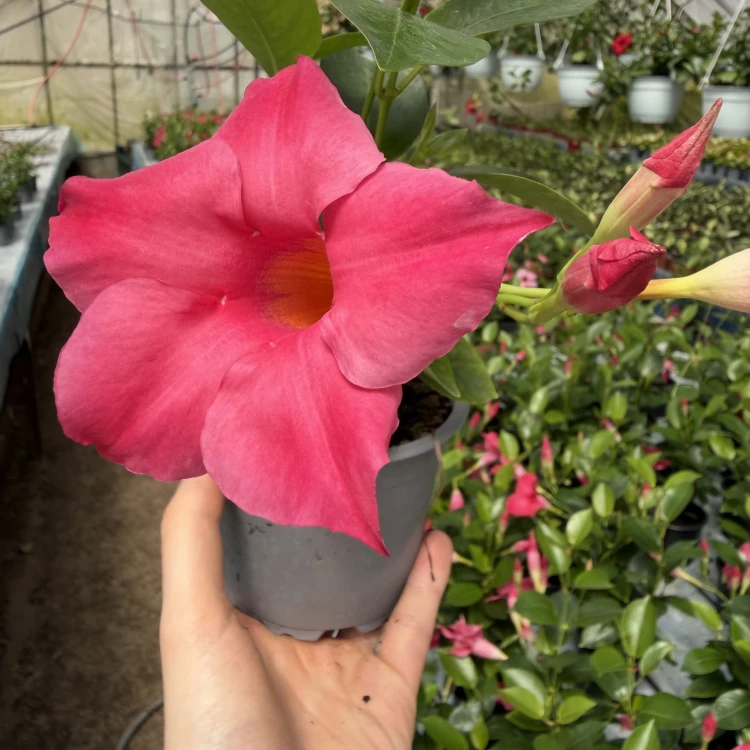 Mandevilla Sundaville Pink Dipladenia Różowa
