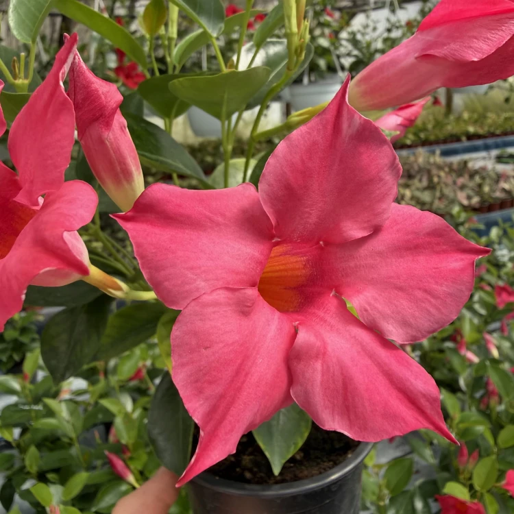 Mandevilla Sundaville Pink Dipladenia Różowa