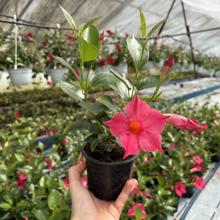 Mandevilla Sundaville Pink Dipladenia Różowa