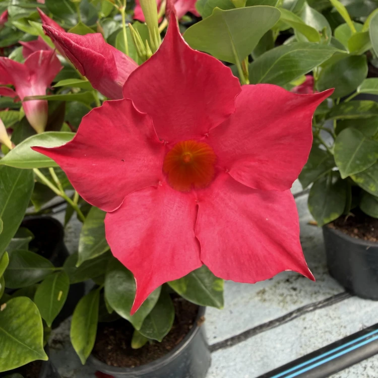 Mandevilla Sundaville Pink Dipladenia Różowa