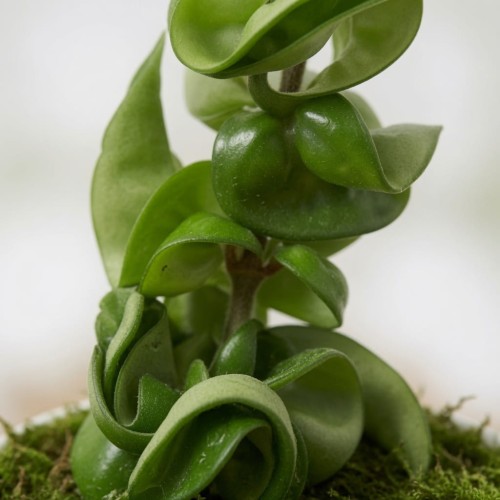 Hoya Carnosa Compacta Hoja P9