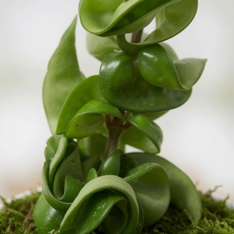 Hoya Carnosa Compacta Hoja P9