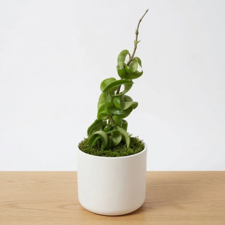 Hoya Carnosa Compacta Hoja P9