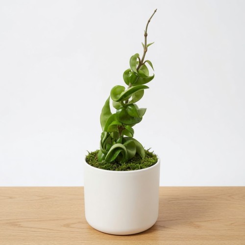 Hoya Carnosa Compacta Hoja P9