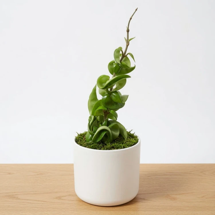 Hoya Carnosa Compacta Hoja P9