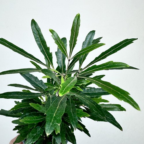 Plerandra elegantissima Szeflera Dizygoteka Schefflera Dizygotheca P9 #2