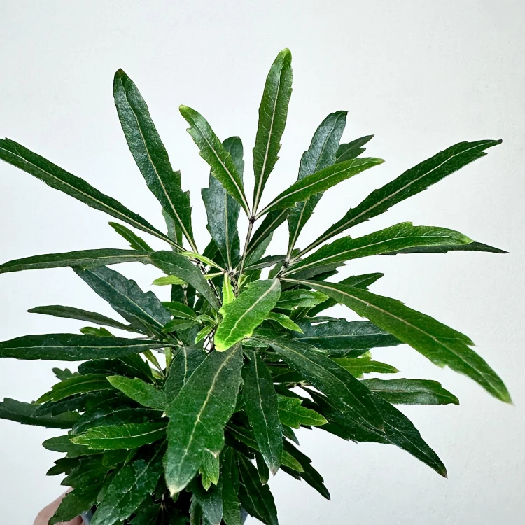 Plerandra elegantissima Szeflera Dizygoteka Schefflera Dizygotheca P9 #2