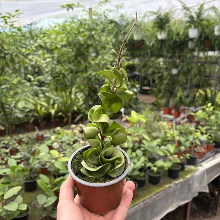 Hoya Carnosa Compacta Hoja P9