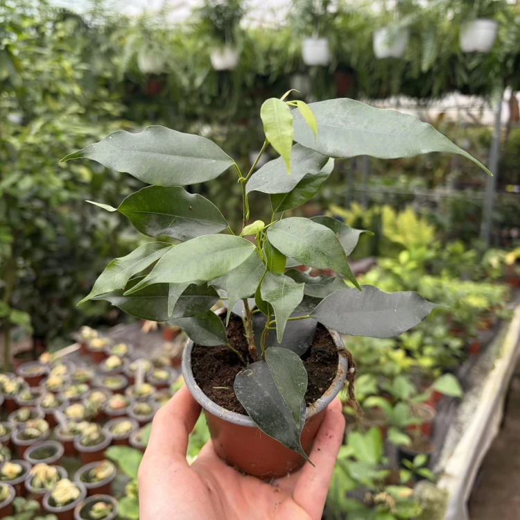 Ficus benjamina Danielle Fikus P9