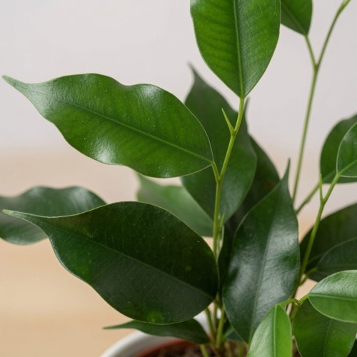 Ficus benjamina Danielle Fikus P9