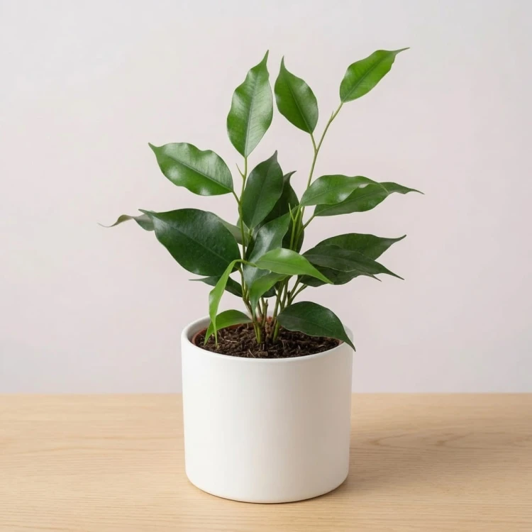 Ficus benjamina Danielle Fikus P9