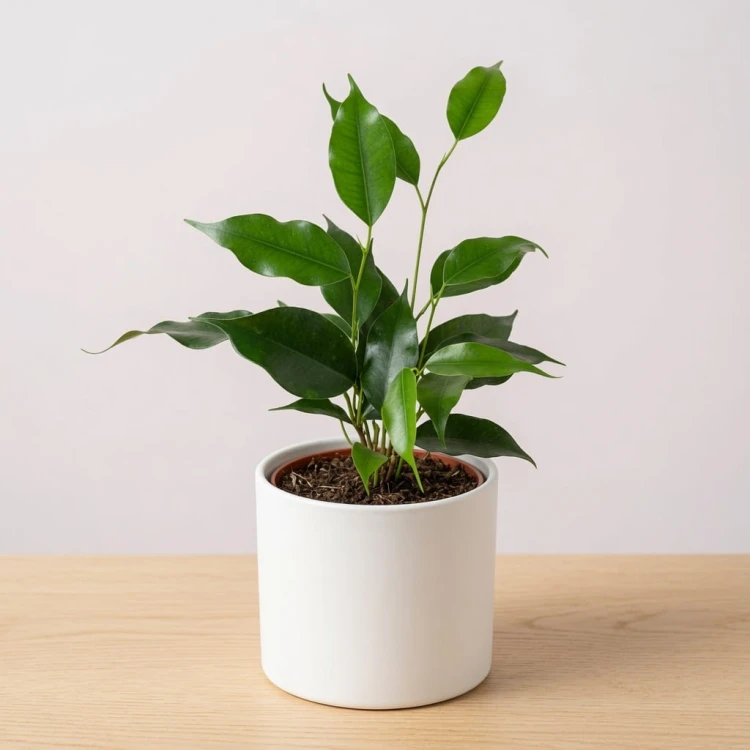 Ficus benjamina Danielle Fikus P9