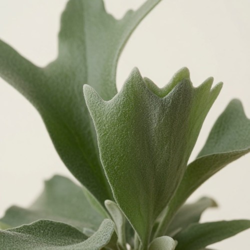 Platycerium Alcicorne Łosie Rogi P9