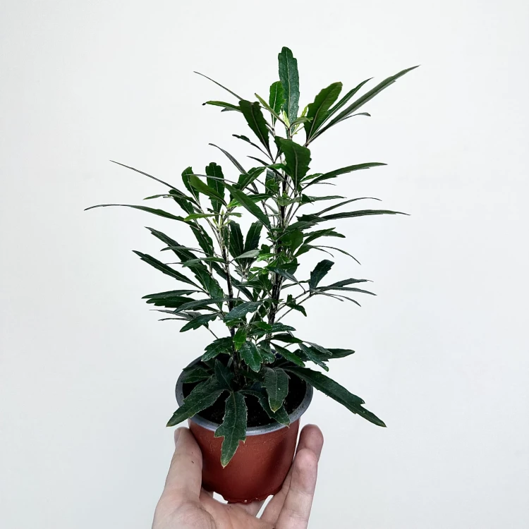 Plerandra elegantissima Szeflera Dizygoteka Schefflera Dizygotheca P9 #3