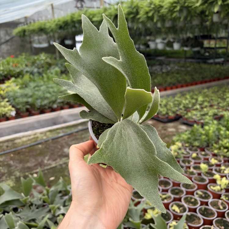 Platycerium Alcicorne Łosie Rogi P9