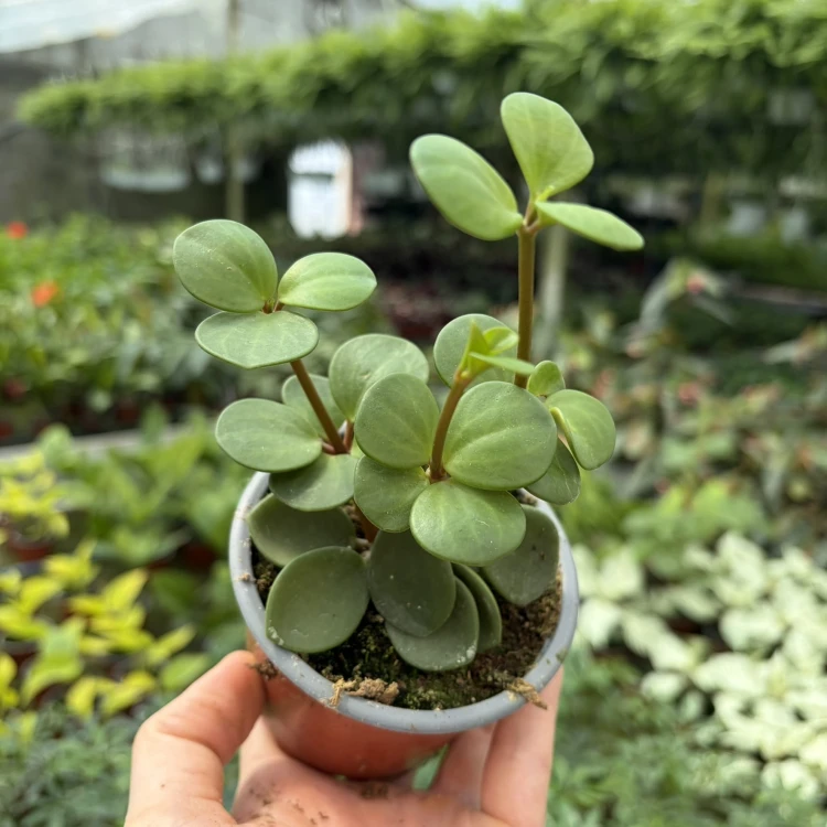 Peperomia tetraphylla Hope P9