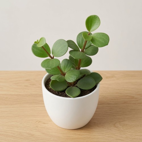 Peperomia tetraphylla Hope P9