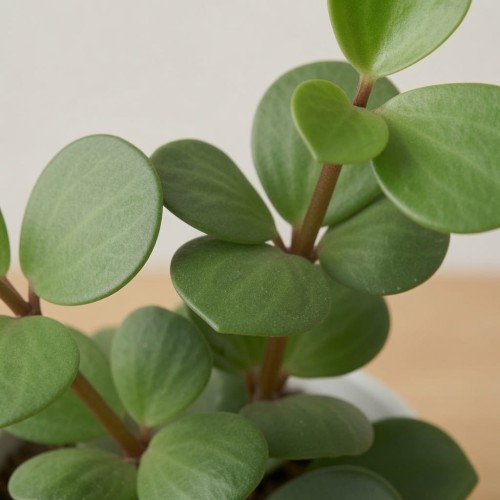 Peperomia tetraphylla Hope P9
