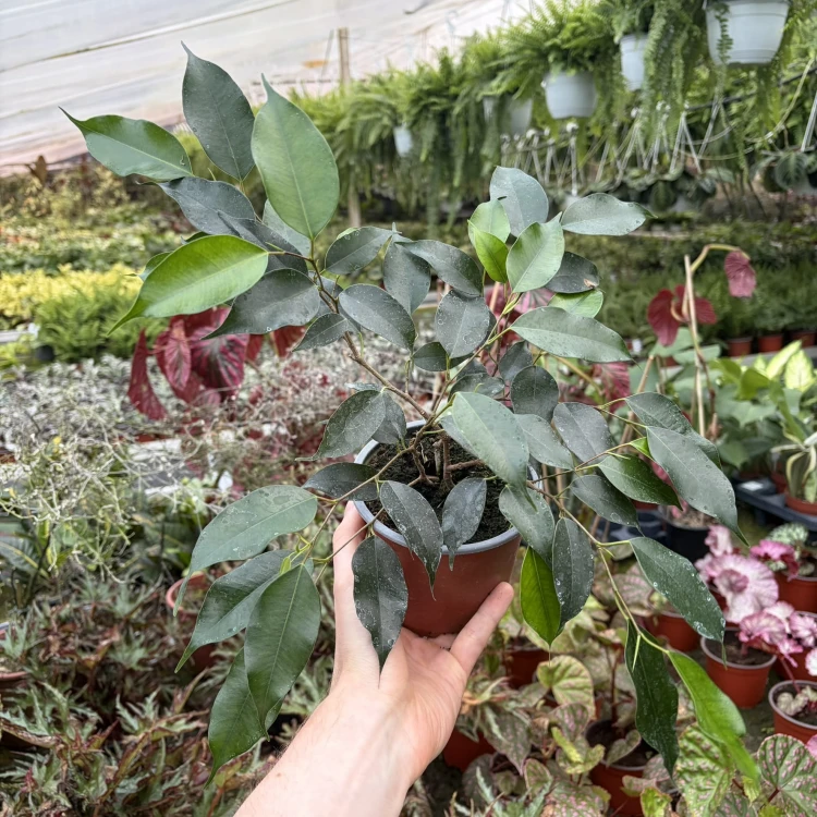Ficus benjamina Danielle Fikus P12