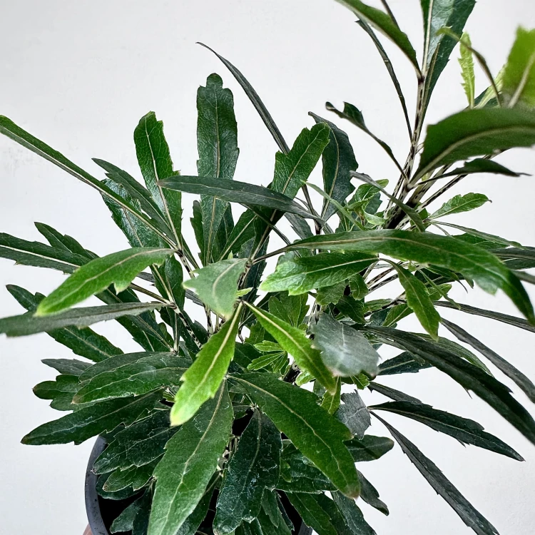Plerandra elegantissima Szeflera Dizygoteka Schefflera Dizygotheca P9 #4