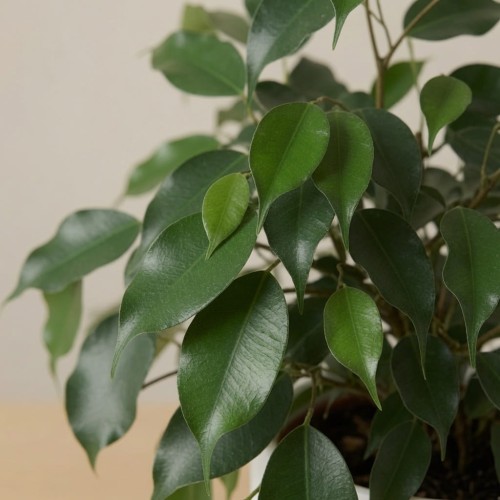 Ficus benjamina Danielle Fikus P12
