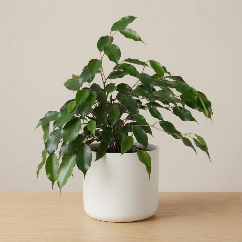 Ficus benjamina Danielle Fikus P12
