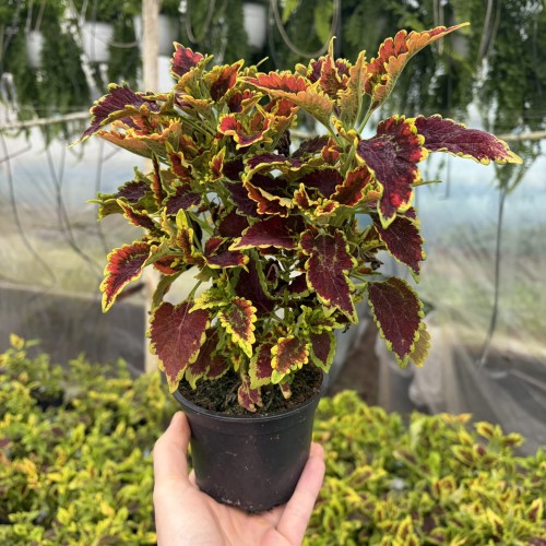 Coleus El-Brighto Koleus Pokrzywka Ozdobna
