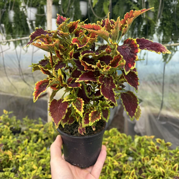 Coleus El-Brighto Koleus Pokrzywka Ozdobna