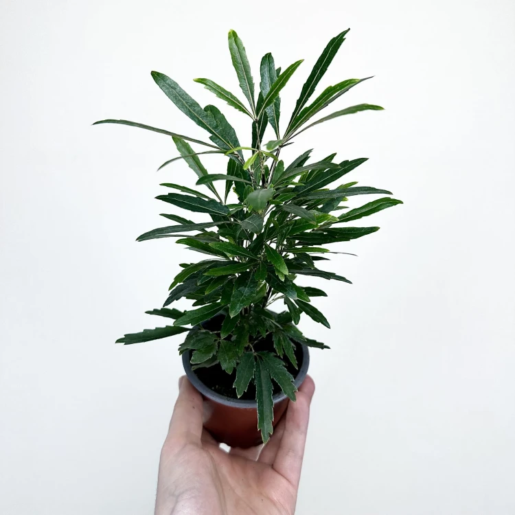 Plerandra elegantissima Szeflera Dizygoteka Schefflera Dizygotheca P9 #5