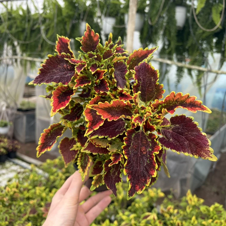 Coleus El-Brighto Koleus Pokrzywka Ozdobna