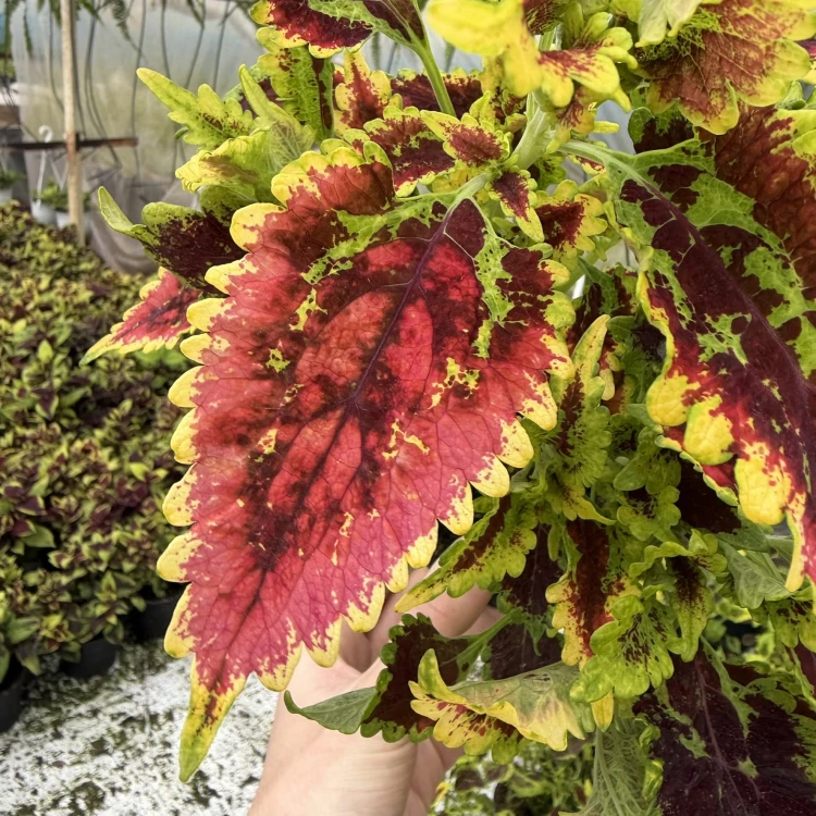 Coleus El-Brighto Koleus Pokrzywka Ozdobna