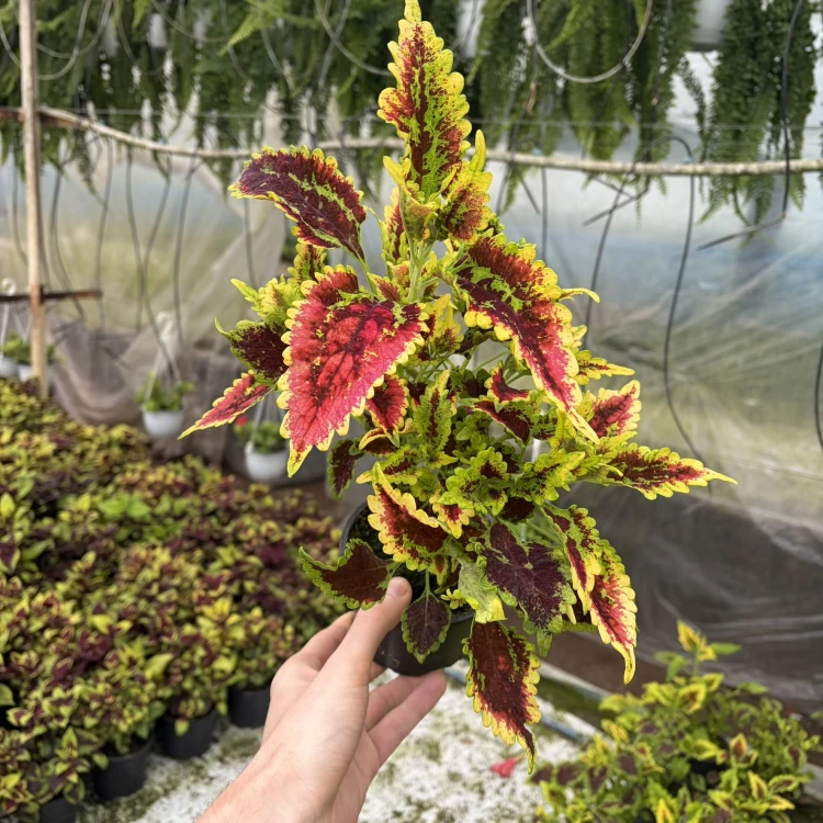 Coleus El-Brighto Koleus Pokrzywka Ozdobna
