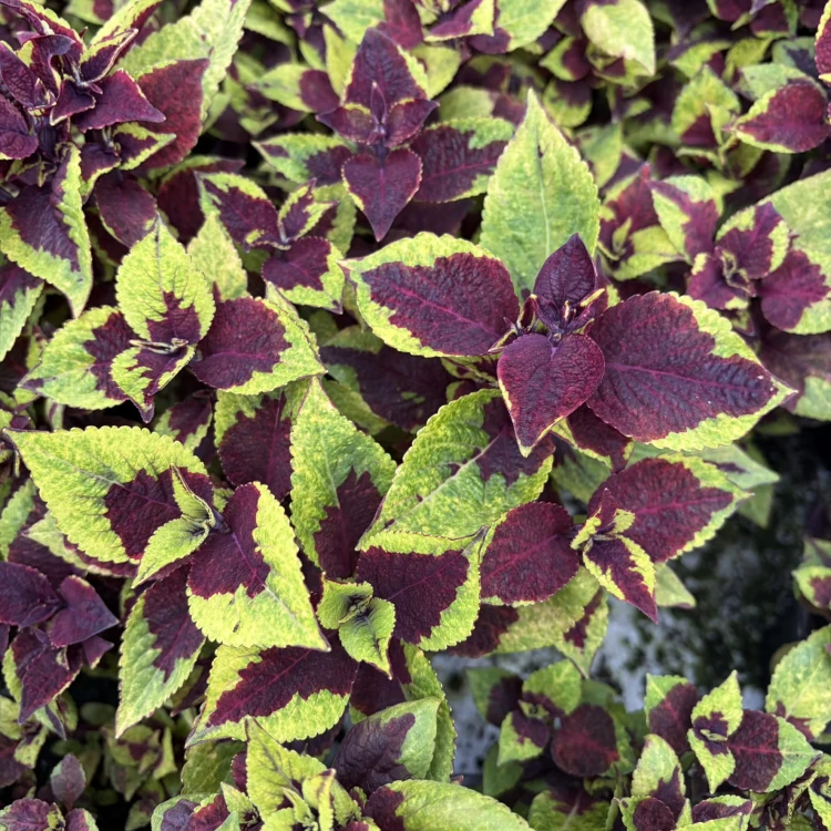 Coleus Solento Burgundy Lime Koleus Pokrzywka Ozdobna