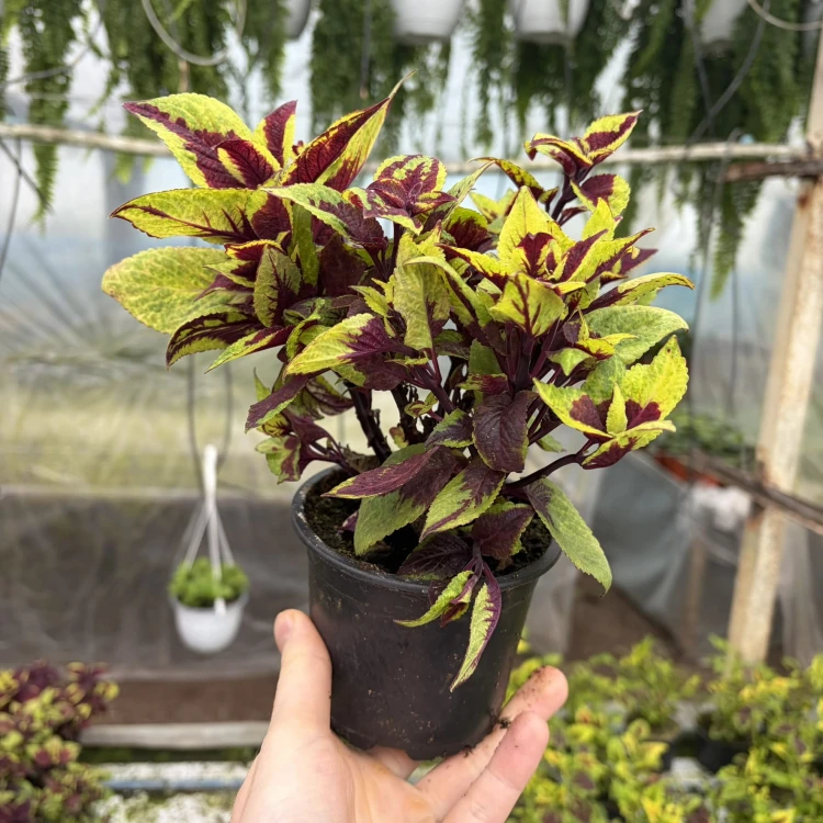 Coleus Solento Burgundy Lime Koleus Pokrzywka Ozdobna