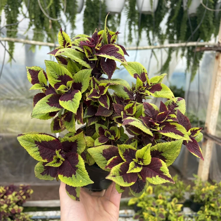Coleus Solento Burgundy Lime Koleus Pokrzywka Ozdobna