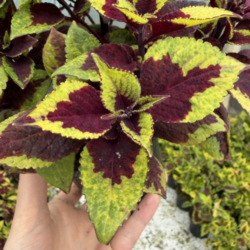 Coleus Solento Burgundy Lime Koleus Pokrzywka Ozdobna