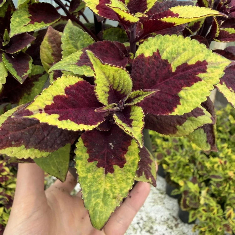 Coleus Solento Burgundy Lime Koleus Pokrzywka Ozdobna