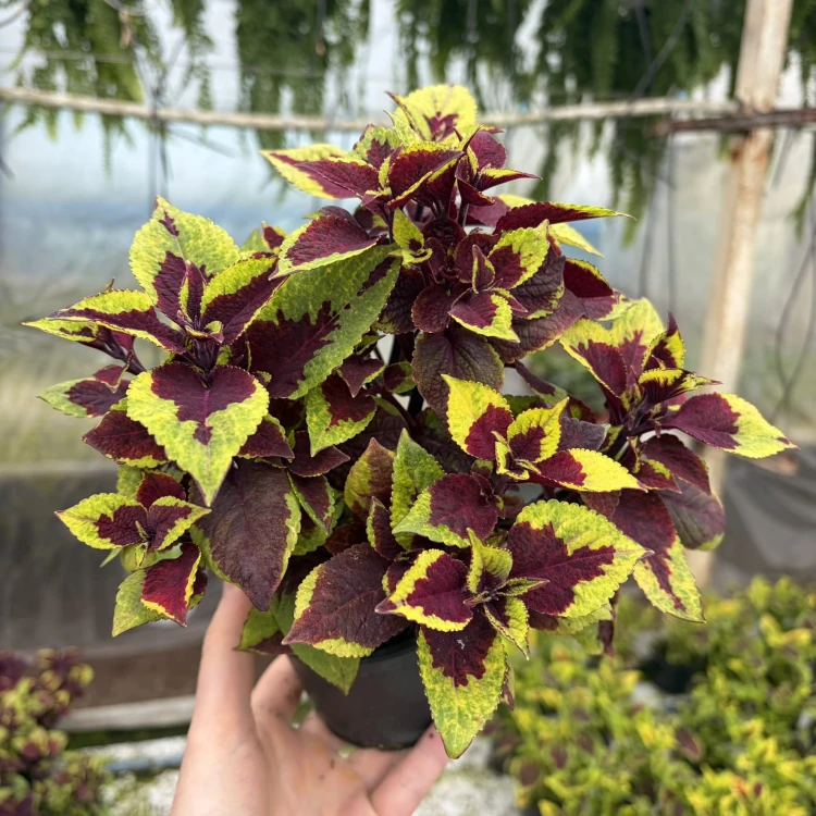 Coleus Solento Burgundy Lime Koleus Pokrzywka Ozdobna
