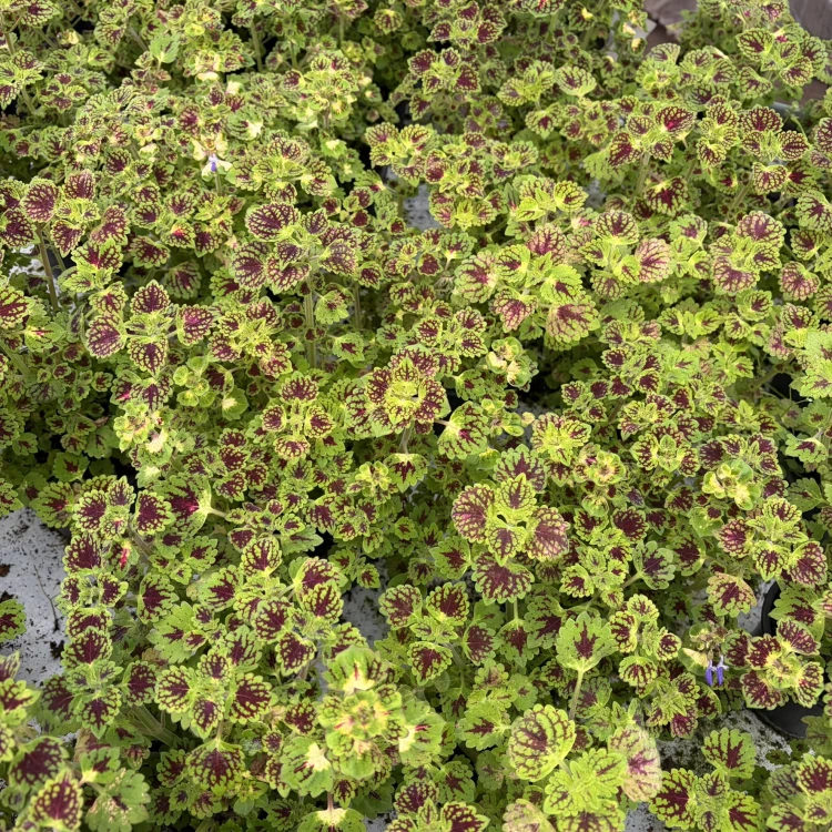 Coleus Strawberry Drop Koleus Pokrzywka Ozdobna