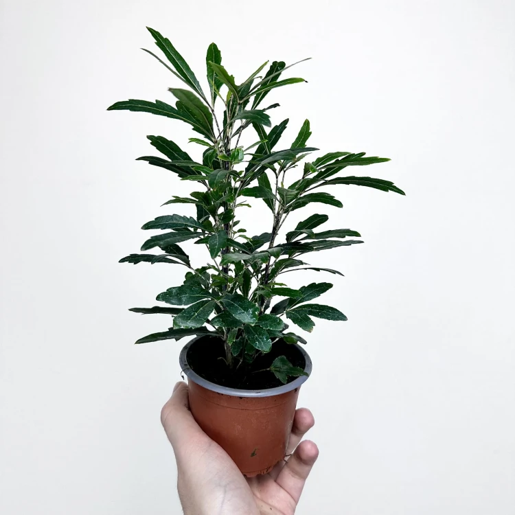 Plerandra elegantissima Szeflera Dizygoteka Schefflera Dizygotheca P9 #6