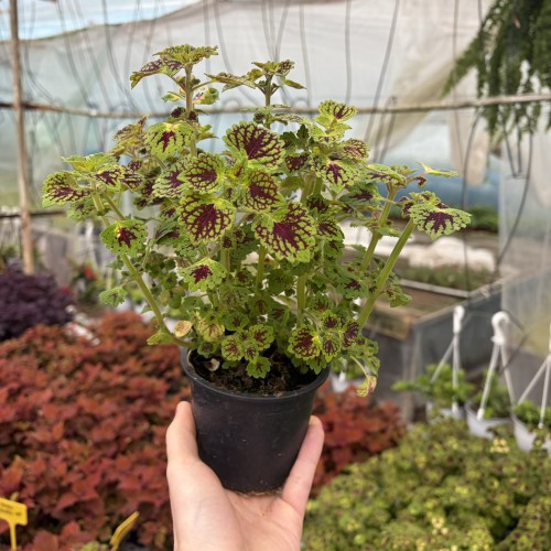 Coleus Strawberry Drop Koleus Pokrzywka Ozdobna
